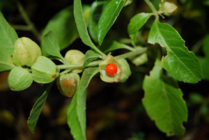 Ashwagandha