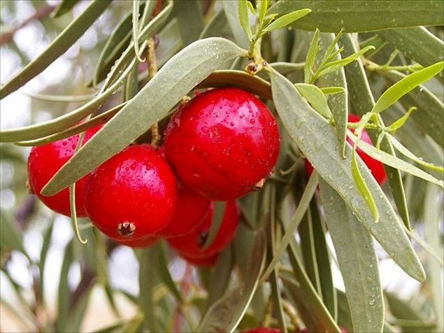 Blushwood Meyvesi Fidanı Nereden Satın Alınabilir
