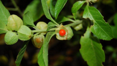 Ashwagandha