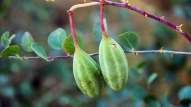 Bir Tabiat Ana Mucizesi: Kapari Nedir? Faydaları Nelerdir? Kapari Nasıl Yenir?